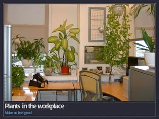Plants in the workplace Make us feel good 