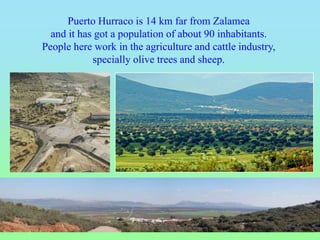 Puerto Hurraco is 14 km far from Zalamea
and it has got a population of about 90 inhabitants.
People here work in the agriculture and cattle industry,
specially olive trees and sheep.
 