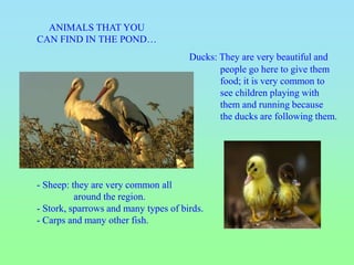 - Sheep: they are very common all
around the region.
- Stork, sparrows and many types of birds.
- Carps and many other fish.
ANIMALS THAT YOU
CAN FIND IN THE POND…
Ducks: They are very beautiful and
people go here to give them
food; it is very common to
see children playing with
them and running because
the ducks are following them.
 