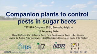 COBRI Coordination Beet Research International IfZ ∙ IRBAB ∙ IRS ∙ NBR
Companion plants to control
pests in sugar beets
79...