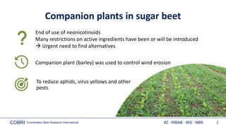 COBRI Coordination Beet Research International IfZ ∙ IRBAB ∙ IRS ∙ NBR 2
Companion plants in sugar beet
Companion plant (b...