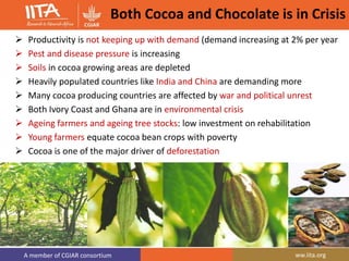 Sustaining Cocoa Production through Research for development: IITA's ...