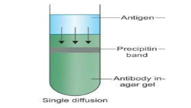 Presentation immuno diffusion and immuno electrophoresis (2).pptx