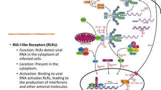 SIGNALING Through Toll LIKE RECEPTORS.pptx