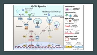 SIGNALING Through Toll LIKE RECEPTORS.pptx