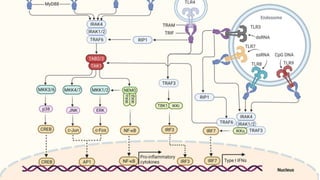 SIGNALING Through Toll LIKE RECEPTORS.pptx