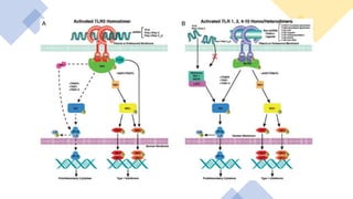 SIGNALING Through Toll LIKE RECEPTORS.pptx