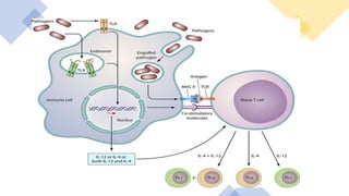 SIGNALING Through Toll LIKE RECEPTORS.pptx