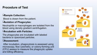 Procedure of Test
Sample Collection:
Blood is drawn from the patient.
Isolation of Phagocytes:
Neutrophils or macrophages are isolated from the
blood using density gradient centrifugation.
Incubation with Particles:
The phagocytes are incubated with labeled
bacteria or opsonized particles.
Assessment:
After incubation, phagocytosis is assessed using
microscopy, flow cytometry, or colony-forming unit
(CFU) assays to measure the phagocytic uptake
and killing efficiency.
 