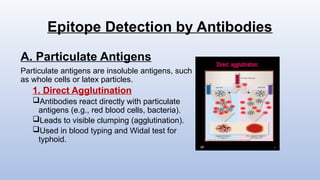Epitope Detection by Antibodies
A. Particulate Antigens
Particulate antigens are insoluble antigens, such
as whole cells or latex particles.
1. Direct Agglutination
Antibodies react directly with particulate
antigens (e.g., red blood cells, bacteria).
Leads to visible clumping (agglutination).
Used in blood typing and Widal test for
typhoid.
 