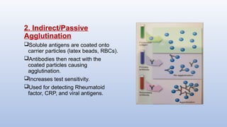 2. Indirect/Passive
Agglutination
Soluble antigens are coated onto
carrier particles (latex beads, RBCs).
Antibodies then react with the
coated particles causing
agglutination.
Increases test sensitivity.
Used for detecting Rheumatoid
factor, CRP, and viral antigens.
 