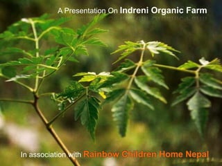 A Presentation On Indreni Organic Farm
In association with Rainbow Children Home Nepal
 