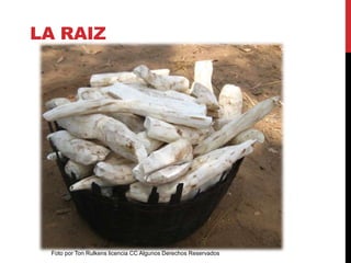 LA RAIZ
Foto por Ton Rulkens licencia CC Algunos Derechos Reservados
 