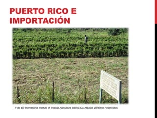 PUERTO RICO E
IMPORTACIÓN
Foto por International Institute of Tropical Agriculture licencia CC Algunos Derechos Reservados
 