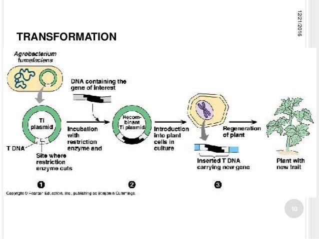 Presentation insect resistant transgenic crops ahmad madni
