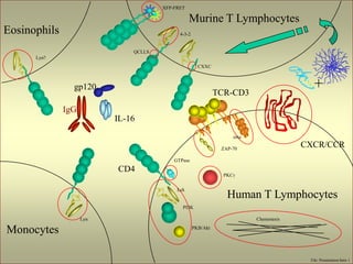 Eosinophils
Murine T Lymphocytes
Monocytes
Human T Lymphocytes
+
IL-16
IgG
gp120
QCLLS
CXXC
4-3-2
XFP-FRET
CXCR/CCR
zeta
ZAP-70
PKC
GTPase
Lck
PI3K
PKB/Akt
Chemotaxis
TCR-CD3
CD4
Lyn
Lyn?
File: Presentation Intro 1
 