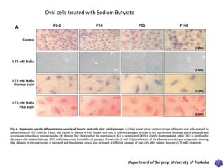 Department of Surgery, University of Tsukuba
Oval cells treated with Sodium Butyrate
 