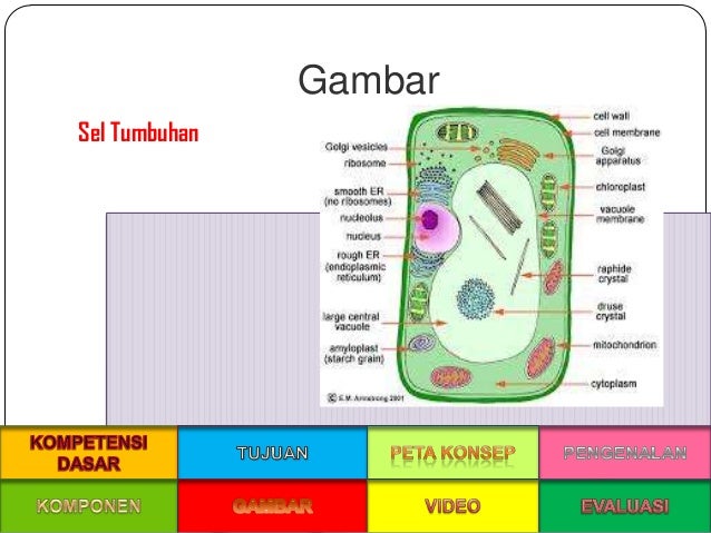  PPT  Struktur dan  Fungsi Jaringan  Pada Tumbuhan 