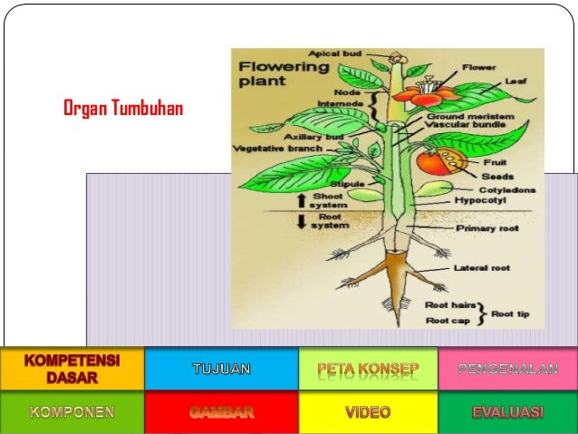 PPT Struktur dan Fungsi Jaringan Pada Tumbuhan