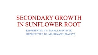 SECONDARY GROWTH
IN SUNFLOWER ROOT
REPRESENTED BY:- JANAKI AND VIVEK
REPRESENTED TO:-MS.SHIVANGI MAURYA
 