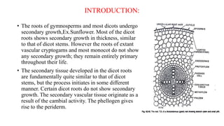 secondary growth in sunflower root-viv.pptx