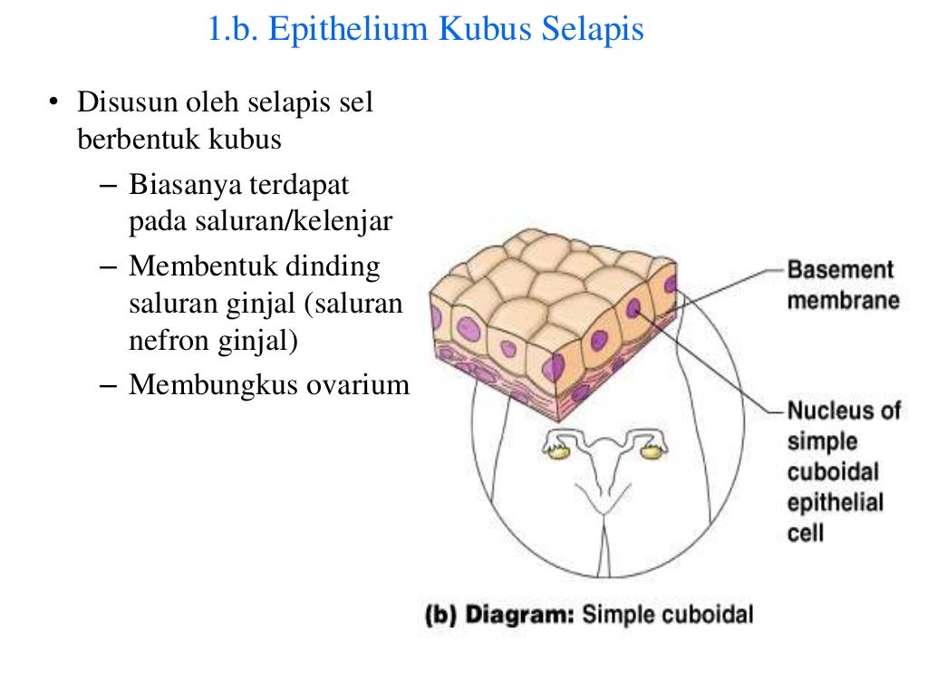 Gambar Jaringan Epitel