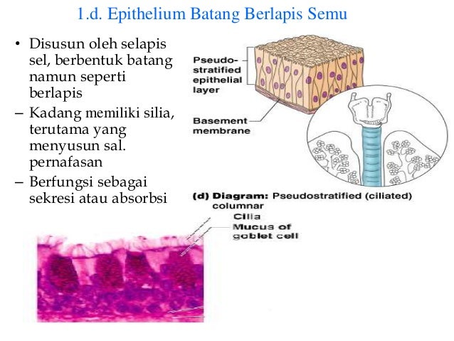Presentation jaringan epitel & jaringan ikat