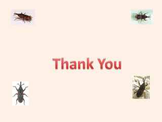 Presentation jayshree