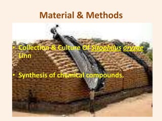 Material & Methods


• Collection & Culture Of Sitophilus oryzae
  Linn

• Synthesis of chemical compounds.
 