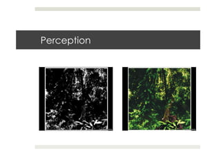 Perception
 