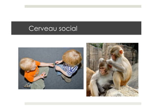 Cerveau social
 