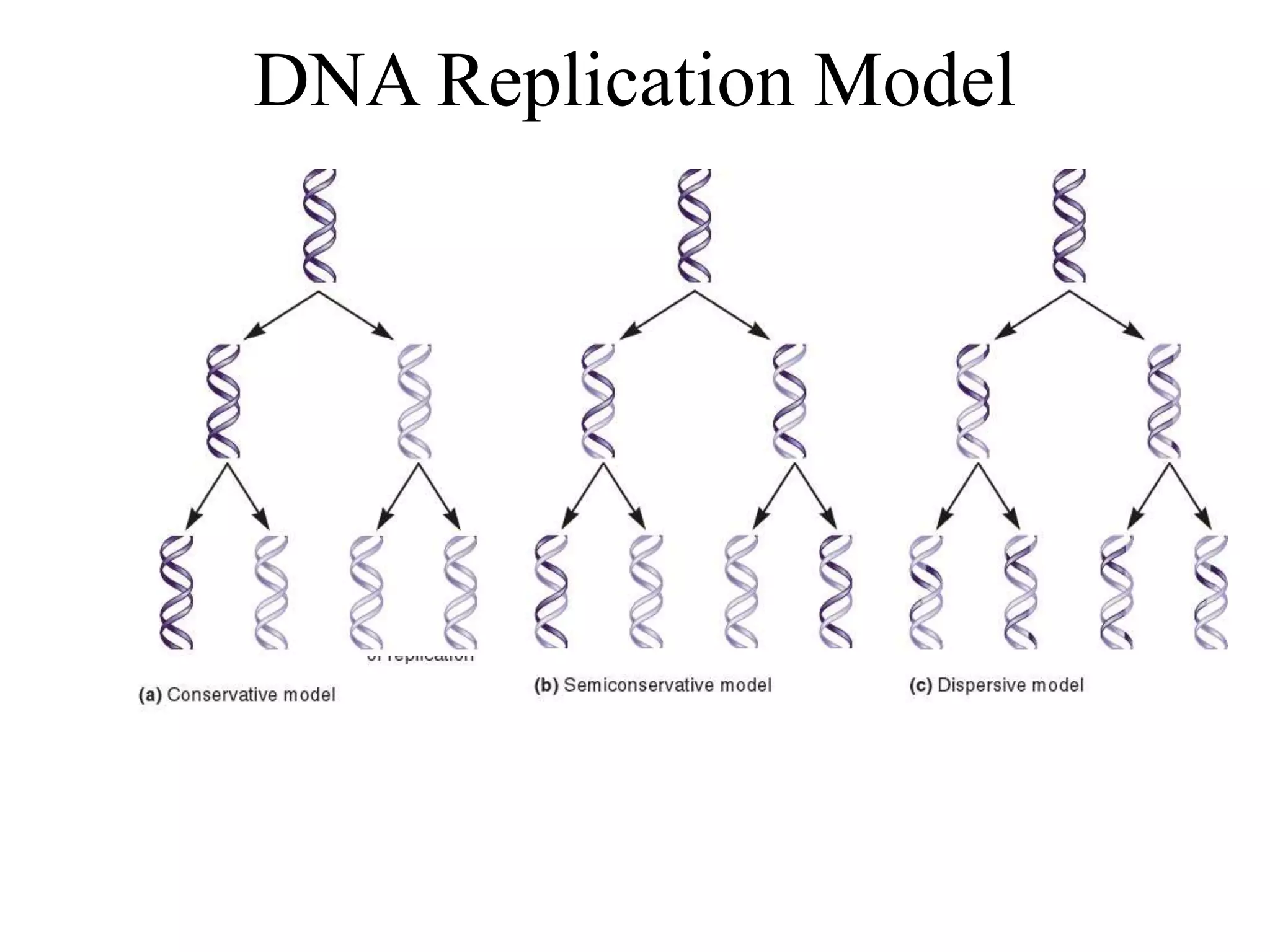 DNA RNA PROTEIN Central Dogma | PPTX