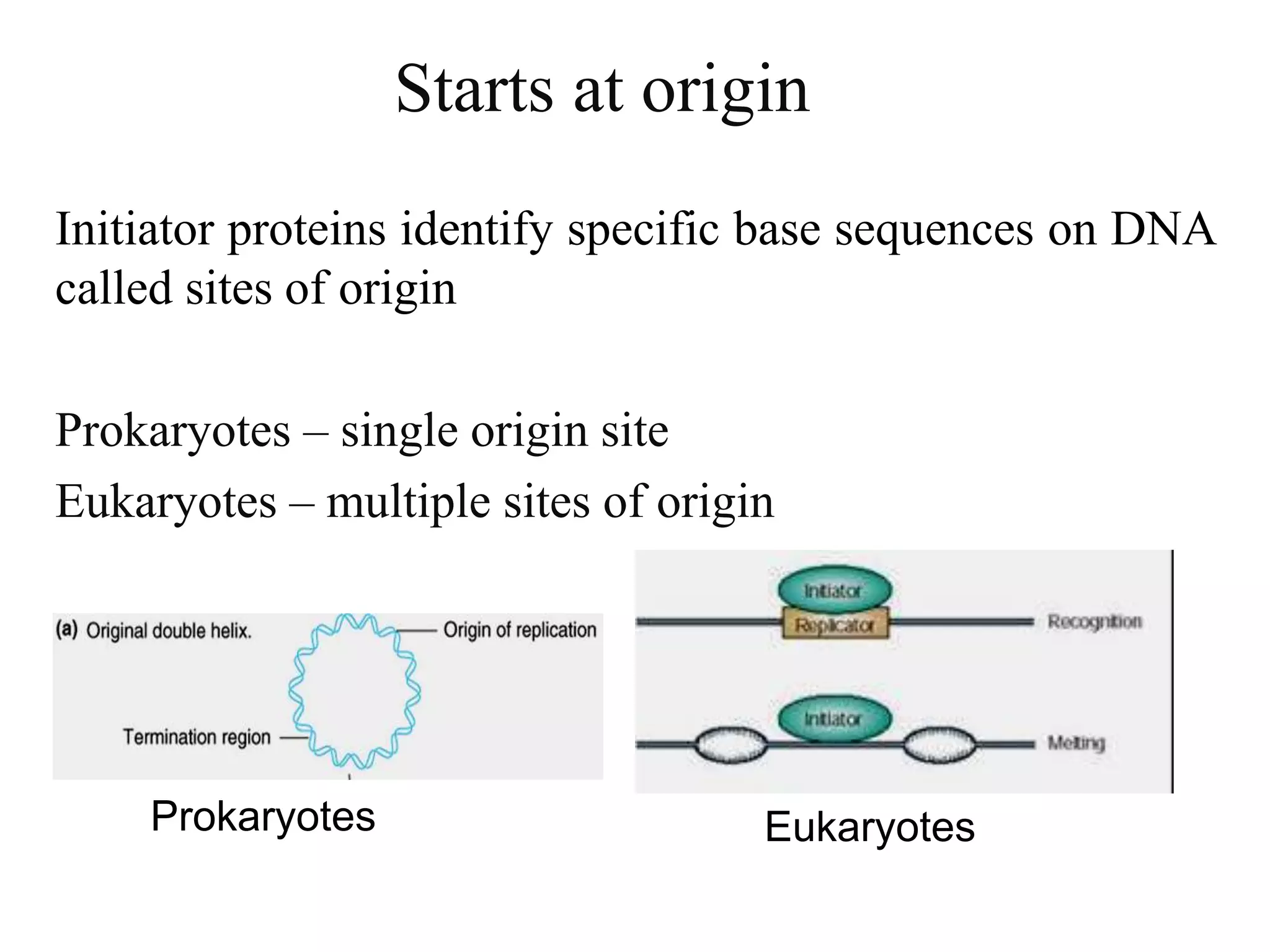 DNA RNA PROTEIN Central Dogma | PPTX