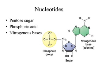 Nucleotides
• Pentose sugar
• Phosphoric acid
• Nitrogenous bases
 