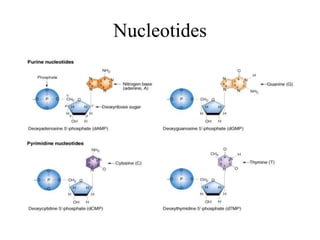 Nucleotides
 