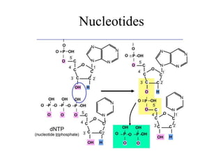 Nucleotides
 