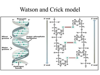 Watson and Crick model
 