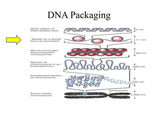 DNA Packaging
 