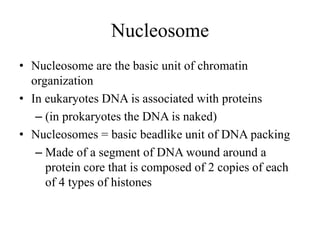 Nucleosome
• Nucleosome are the basic unit of chromatin
organization
• In eukaryotes DNA is associated with proteins
– (in prokaryotes the DNA is naked)
• Nucleosomes = basic beadlike unit of DNA packing
– Made of a segment of DNA wound around a
protein core that is composed of 2 copies of each
of 4 types of histones
 