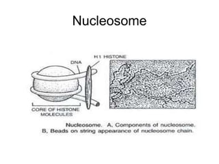 Nucleosome
 