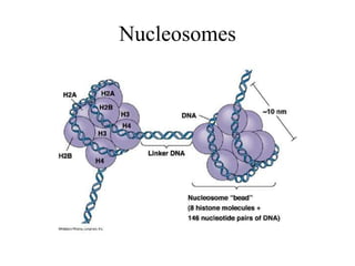 Nucleosomes
 