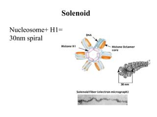 Solenoid
Nucleosome+ H1=
30nm spiral
 