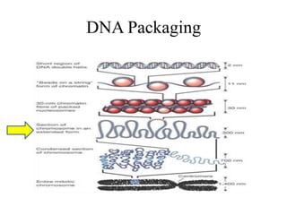 DNA Packaging
 