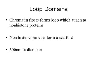 Loop Domains
• Chromatin fibers forms loop which attach to
nonhistone proteins
• Non histone proteins form a scaffold
• 300nm in diameter
 
