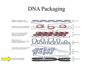 DNA Packaging
 