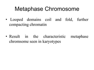 Metaphase Chromosome
• Looped domains coil and fold, further
compacting chromatin
• Result in the characteristic metaphase
chromsome seen in karyotypes
 