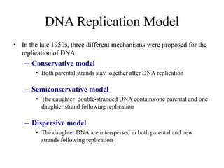 DNA Replication Model
• In the late 1950s, three different mechanisms were proposed for the
replication of DNA
– Conservative model
• Both parental strands stay together after DNA replication
– Semiconservative model
• The daughter double-stranded DNA contains one parental and one
daughter strand following replication
– Dispersive model
• The daughter DNA are interspersed in both parental and new
strands following replication
 