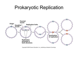 Prokaryotic Replication
 
