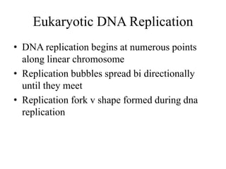 Eukaryotic DNA Replication
• DNA replication begins at numerous points
along linear chromosome
• Replication bubbles spread bi directionally
until they meet
• Replication fork v shape formed during dna
replication
 