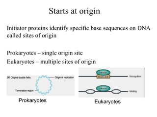 Starts at origin
Initiator proteins identify specific base sequences on DNA
called sites of origin
Prokaryotes – single origin site
Eukaryotes – multiple sites of origin
Prokaryotes Eukaryotes
 